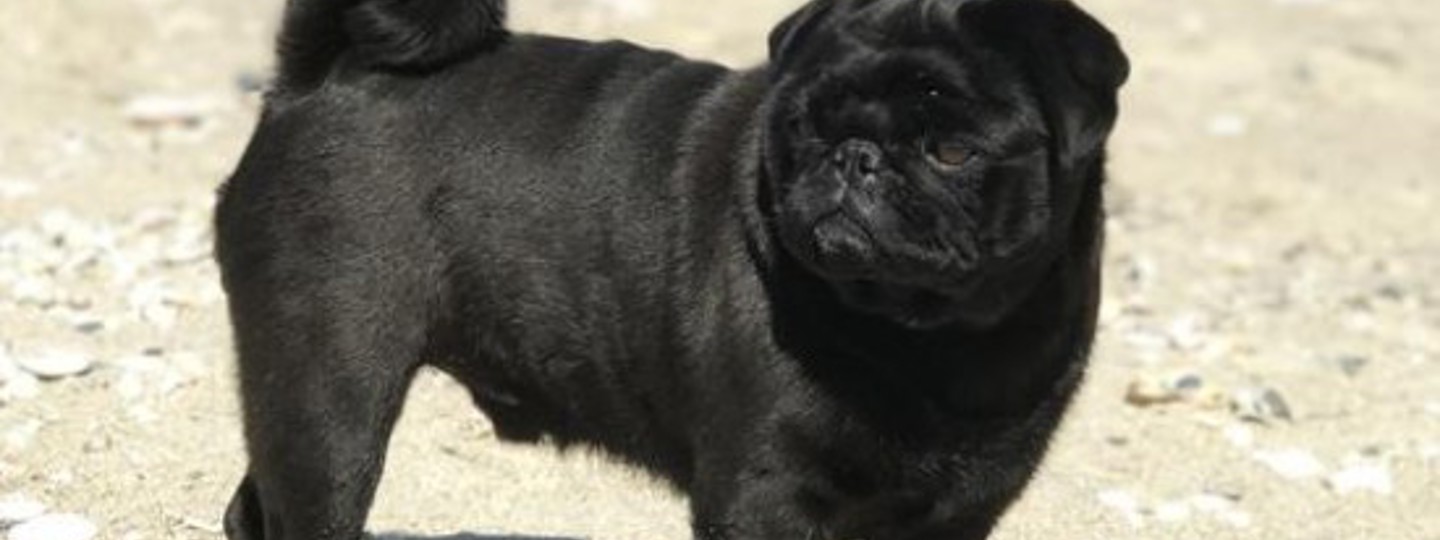 Danni Dry Joints & Muscles 550X550 background image