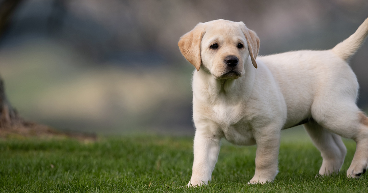 Grain Free Dog Food | Australian Made - Black Hawk