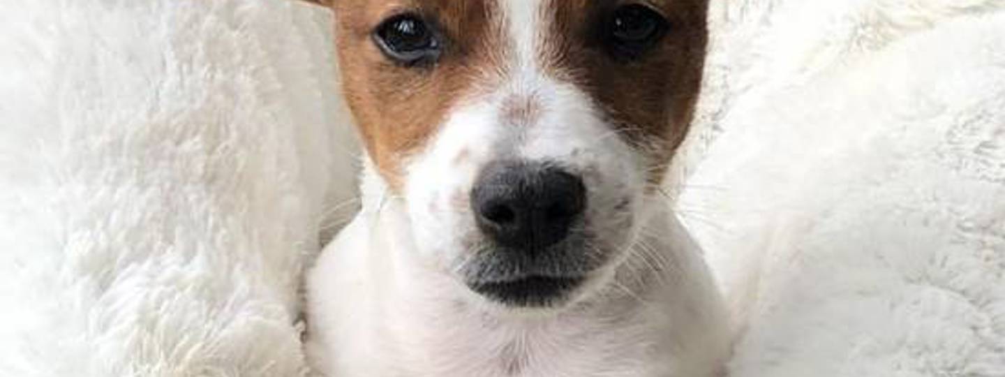 Jodie Freeze Dried Kangaroo 550X550 background image