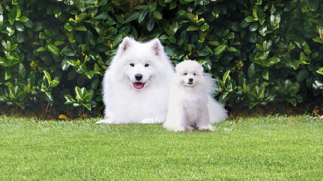 Dog Mixed Feeding 2000X1121