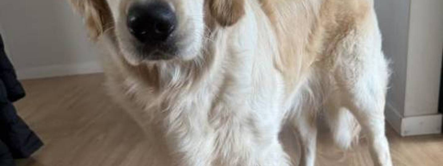 Nikki Freeze Dried Lamb 550X550 background image